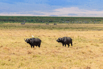 Fototapeta premium African buffalos or Cape buffalos (Syncerus caffer) in Ngorongoro Crater National Park in Tanzania. Wildlife of Africa