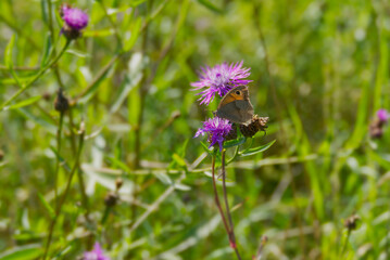 Meadow brown (maniola jurtina) butterfly sitting on a pink flower in Zurich, Switzerland