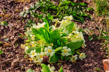 Yellow primrose (Primula vulgaris) on a green meadow at spring