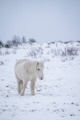 Obraz premium White Icelandic. walking trough the snow
