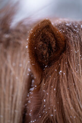 Icelandic horse detail shot of ear during winter in the snow