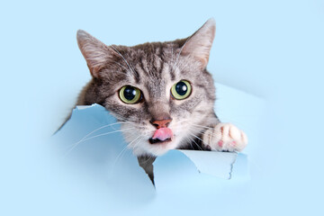 A gray cat crawled through a hole on a blue background. Paper background torn by a pet, copy space