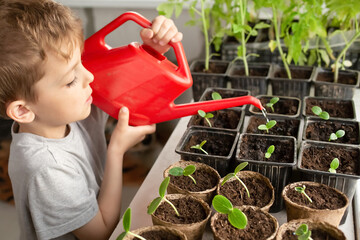 cute boy watering plants at home from a red watering can on the windowsill. concept of learning and...