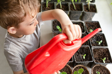 cute boy watering plants at home from a red watering can on the windowsill. concept of learning and...