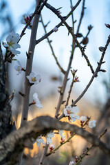 Mandelblüte | Baleareninsel Mallorca | Spanien | Espana