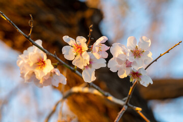 Mandelblüte | Baleareninsel Mallorca | Spanien | Espana