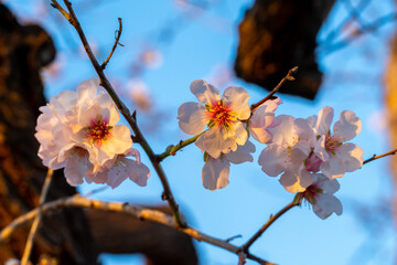 Mandelblüte | Baleareninsel Mallorca | Spanien | Espana