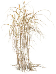 Isolated cutout PNG of dry reeds on a transparent background - obrazy, fototapety, plakaty