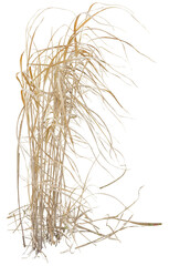 Isolated cutout PNG of dry reeds on a transparent background