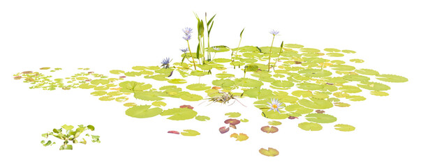 Isolated cutout PNG of  water lilies on a transparent background