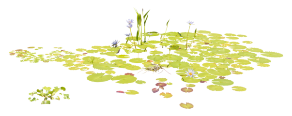Isolated cutout PNG of  water lilies on a transparent background