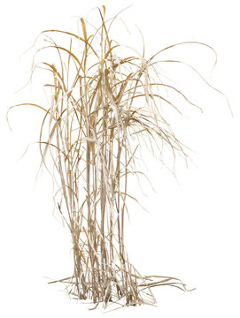 Isolated cutout PNG of dry reeds on a transparent background