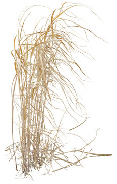 Isolated cutout PNG of dry reeds on a transparent background
