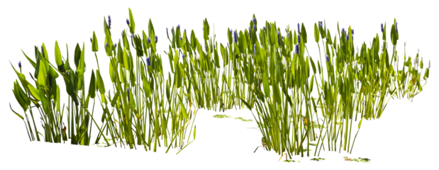 Isolated cutout PNG of a water plant on a transparent background	