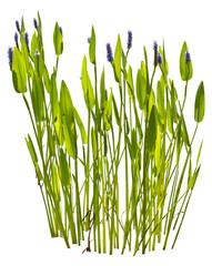 Isolated cutout PNG of a water plant on a transparent background	