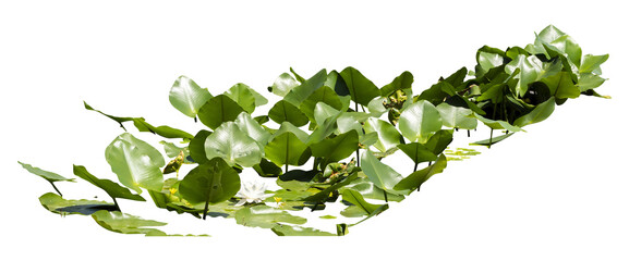 Isolated cutout PNG of  water lilies on a transparent background