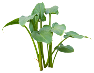 Isolated cutout PNG of a water plant on a transparent background	