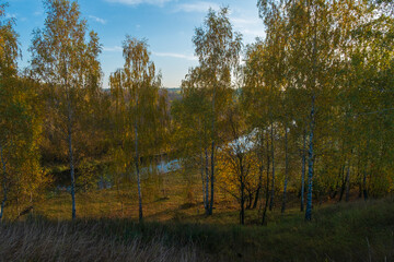 autumn forest in the morning