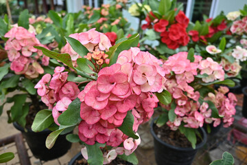 Closeup beautiful pink euphorbia milii , crown of Thorns