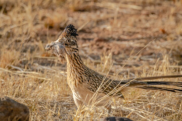 Roadrunner carrying a dead baby bird; getting ready to eat