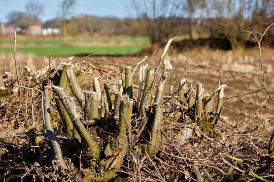 KnickBilder StockFotos & Videos. Adobe Stock