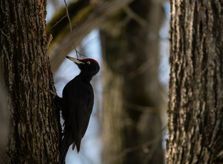 black woodpecker extracts food from under the bark of a tree on a cold winter day