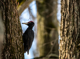 black woodpecker extracts food from under the bark of a tree on a cold winter day