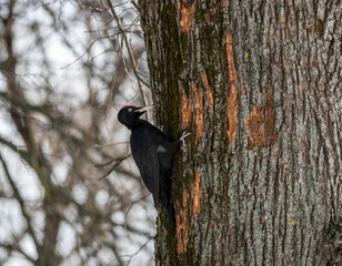 black woodpecker extracts food from under the bark of a tree on a cold winter day