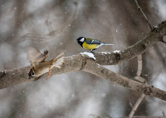 beautiful winter tit bird looking for food on a winter day