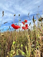 A field with red poppies on a blue sky background. Beautiful meadow landscape.