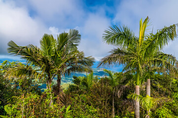 Plakat A view of palm trees from the footbridge at the summit of Mount Isabella in the Dominion Republic on a bright sunny day