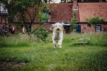 Weißer zotteliger Hund rennt auf einer Wiese vor einem Bauernhof dem Fotografen entgegen, Niedersachsen