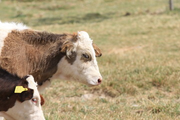 cow and calf © can