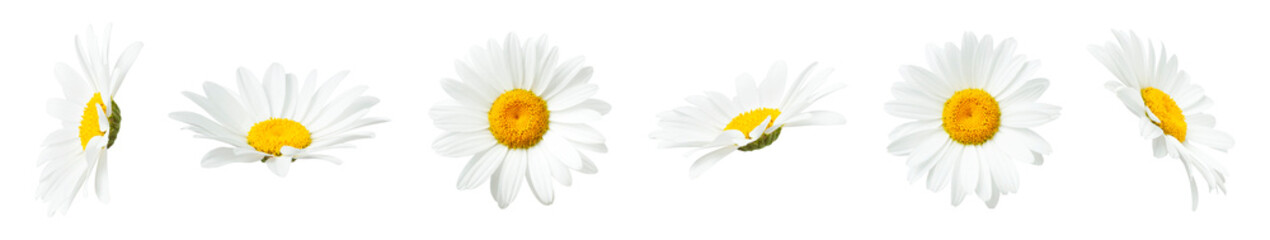 Chamomile flowers isolated on light gray background. With clipping path. Collection of beautiful chamomile flowers, summer sunny flower. Medicinal plant. Element for your design, mockup