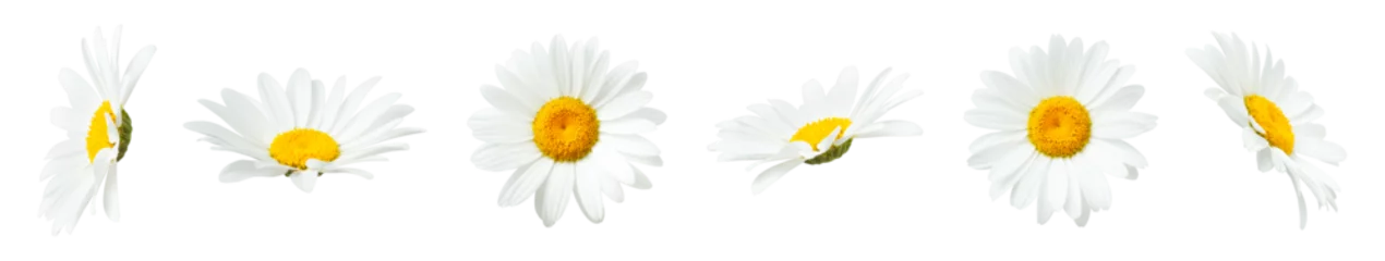 Zelfklevend Fotobehang Chamomile flowers isolated on light gray background. With clipping path. Collection of beautiful chamomile flowers, summer sunny flower. Medicinal plant. Element for your design, mockup © olgaarkhipenko