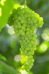 Green ripe grapes in fall season. Close up of bunches of red wine grapes on vine. Vertical photo