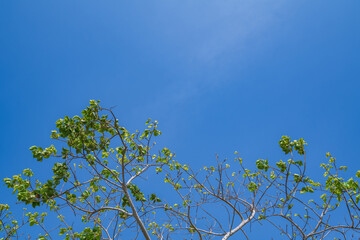 Vung Tau is a famous coastal city in the South of Vietnam. Vung Tau city aerial view in the morning, Vung Tau is the capital of the province since the province's founding. Travel concept