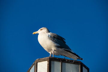 Black-tailed gull at the port in Japan