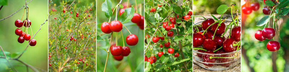 Sweet cherry collage with fresh ripe fruits. Cherry collage, banner, wide red fruits panorama photo.