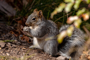 Squirrel eating a nut while sitting in the forest 