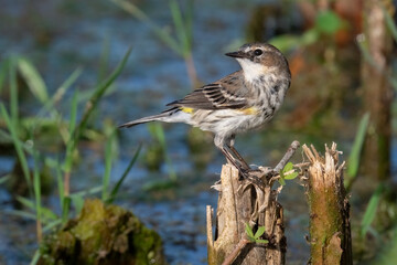 A yellow-rumped warbler perches on a stump at Boyd Hill Nature Preserve in St. Petersburg, Florida.
