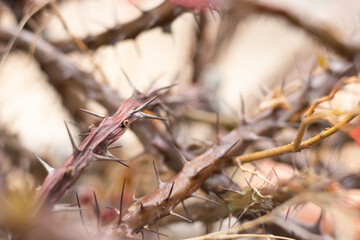 stings on branch