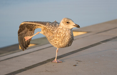 Eine Möwe streckt ihren Flügel auf der Strandpromenade