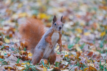 squirrel in the park
