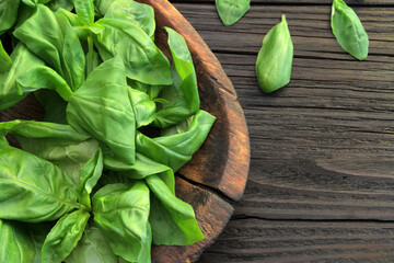 Fresh bouquet of green basil leaves in a wooden plate on an old wooden table.