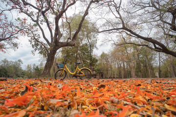 A yellow bike outdoors at a tree full of beautiful orange flowers on the ground.