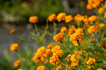 秋の日差しに、一斉に顏を向けるマリーゴールド