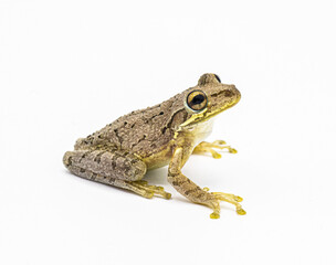 Fototapeta premium Cuban tree frog - Osteopilus septentrionalis - isolated cutout on white background. Large toe pads visible