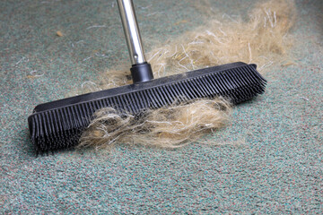 rubber brush cleaning pet hair from carpet.