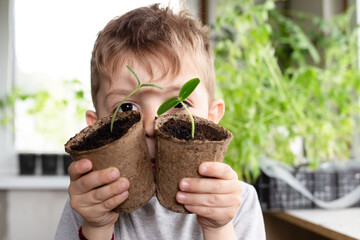 Healthy seedlings, hobby gardening. cute boy examines and plays with plants at home on the...